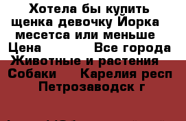 Хотела бы купить щенка девочку Йорка 2 месетса или меньше › Цена ­ 5 000 - Все города Животные и растения » Собаки   . Карелия респ.,Петрозаводск г.